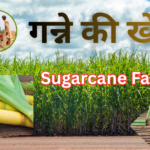 गन्ने की खेती, क्षेत्रफल एवं विवरण : Sugarcane Farming