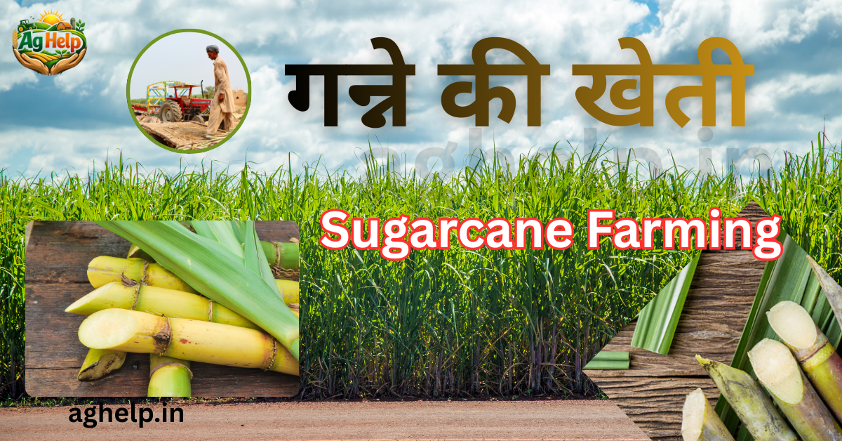 sugarcanefarming-aghelp Sugarcane Farming