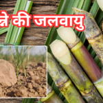 गन्ने की जलवायु भूमि तथा खेत की तैयारी